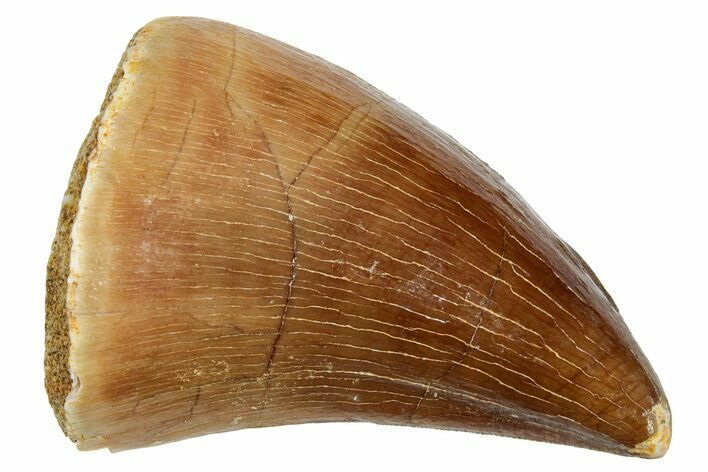 Fossil Mosasaur (Prognathodon) Tooth - Morocco #249666